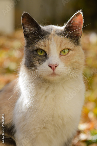 Tricolor cat from a shelter from Donetsk