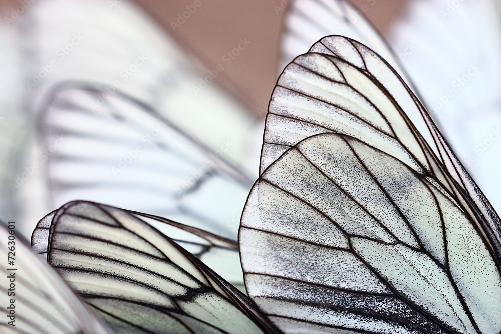 Naklejka premium białe motyle na piasku