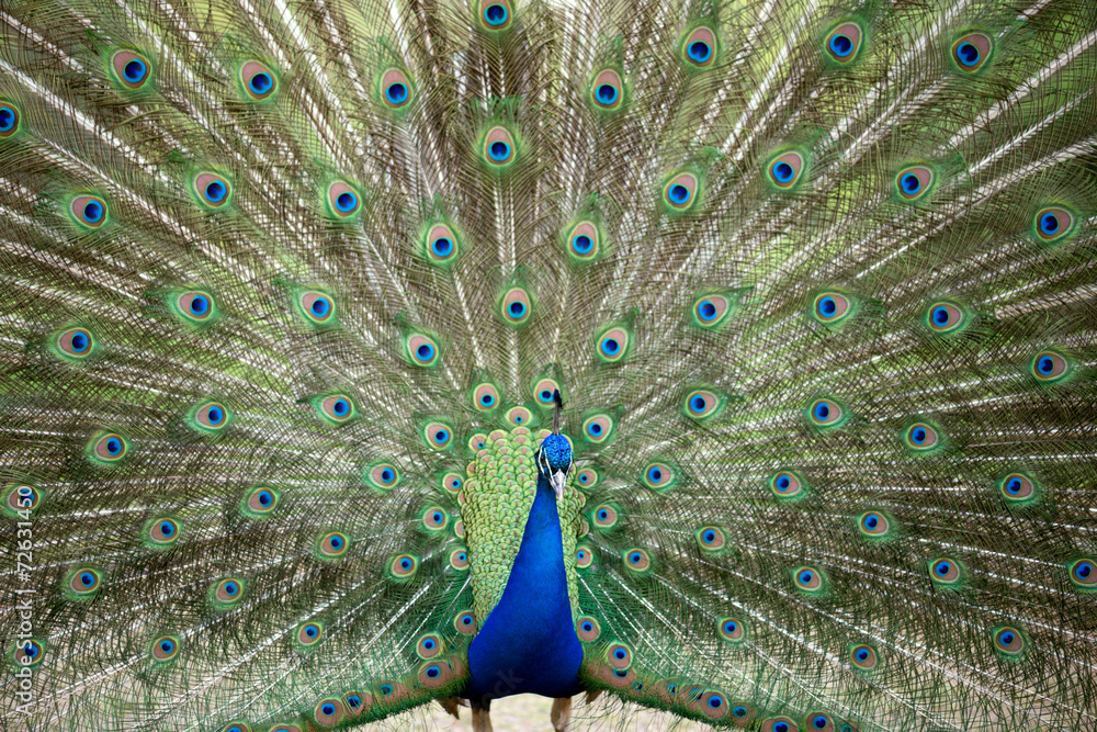 Obraz premium Pfau schlägt Rad