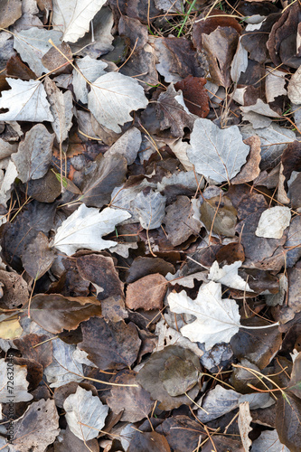 Fallen autumnal leaves on cold ground in the forest