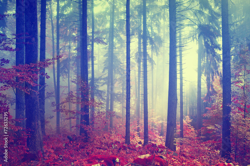 Magic color vintage forest