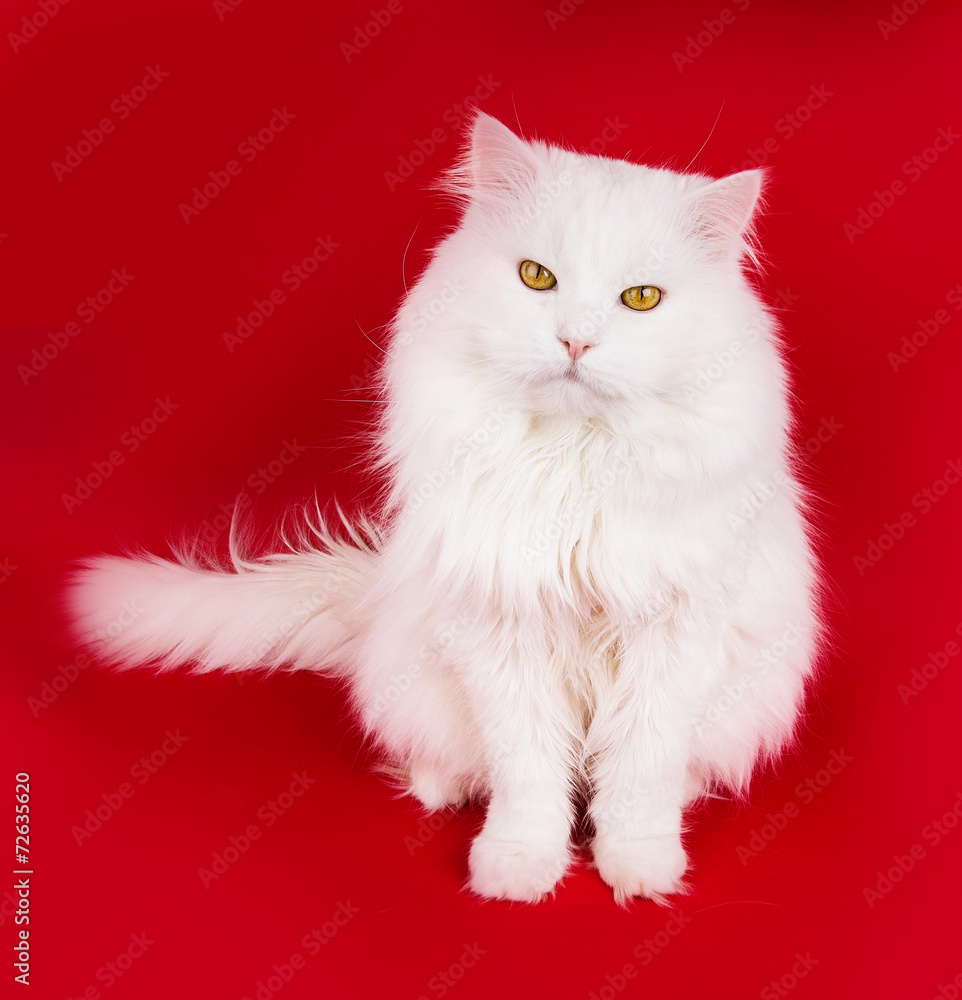 Fototapeta premium white cat