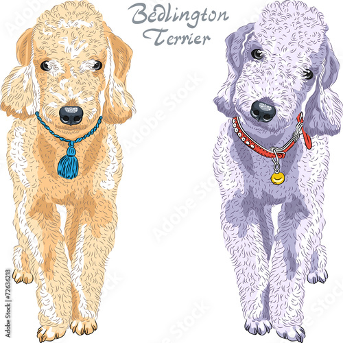 vector dog Bedlington Terrier breed