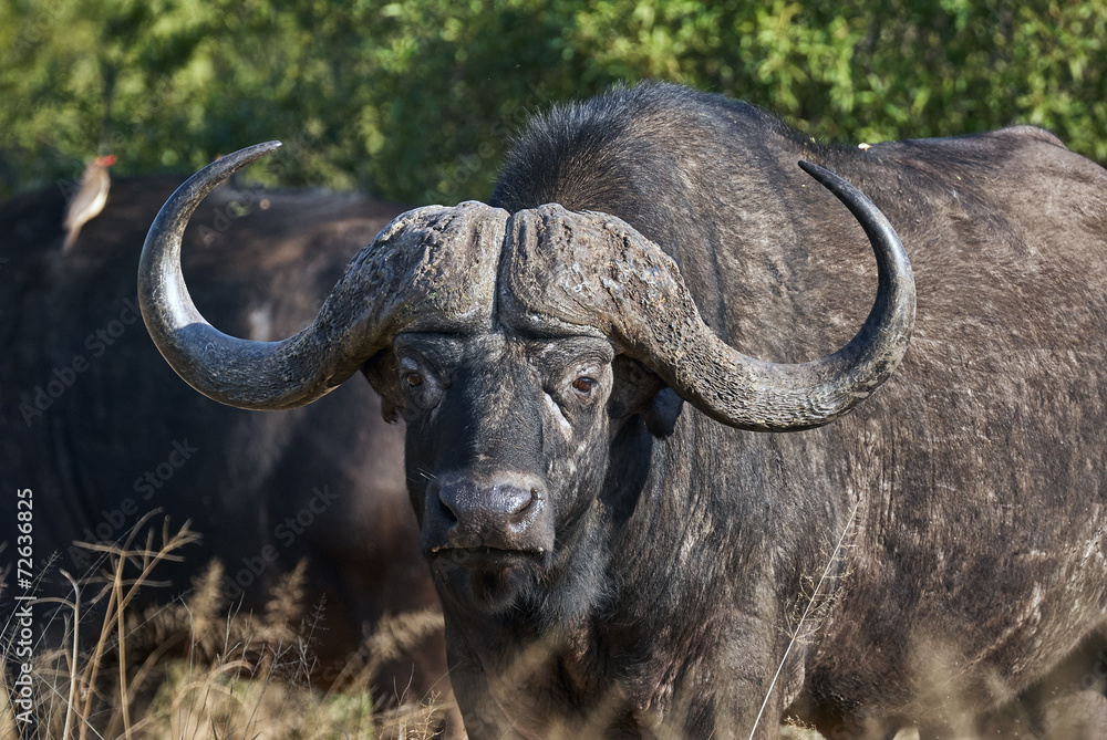 portrait of African buffalo portrait of African buffalo