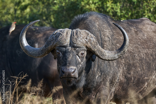 portrait of African buffalo
