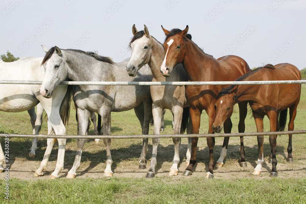 Purebred mares standing in farmland summertime