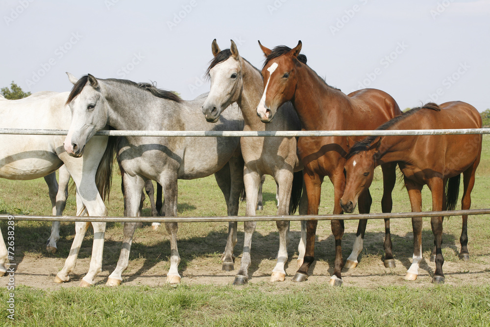 Purebred mares standing in farmland summertime Purebred mares standing in farmland summertime
