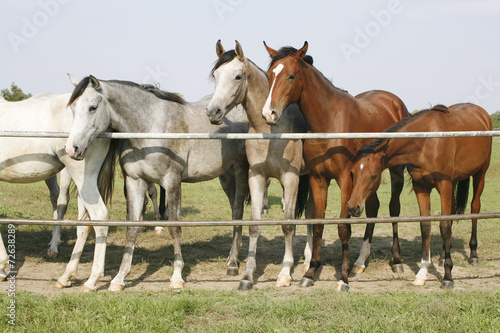 Purebred mares standing in farmland summertime © acceptfoto