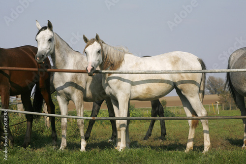 Grey arabians looking over the corral gate
