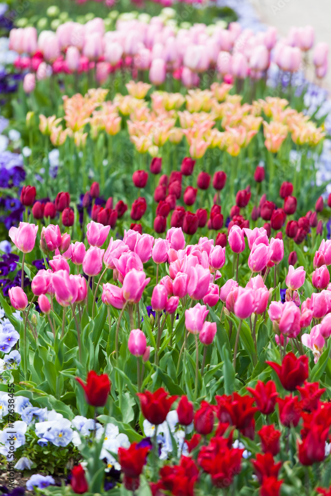 spring time - Tulpenwiese - bunte Blüten spring time - Tulpenwiese - bunte Blüten