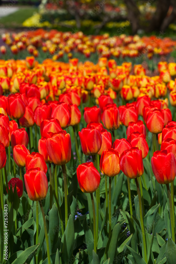 spring time - Tulpenwiese - rote Blüten