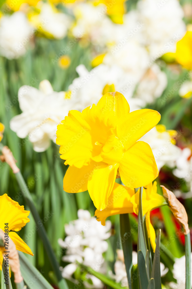 Fototapeta premium spring time - gelbe Narzissen