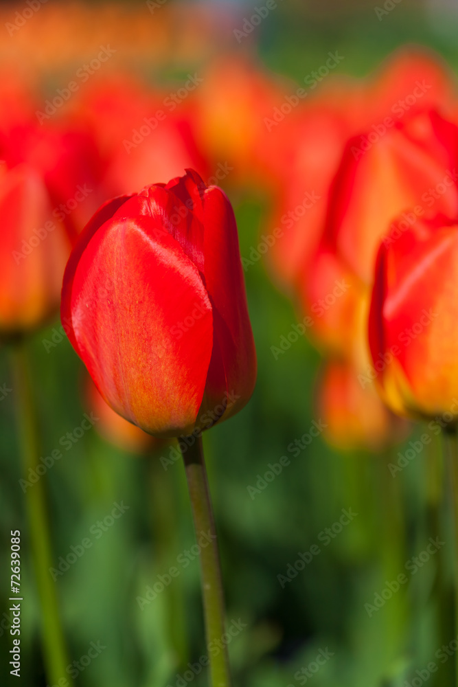 spring time - Tulpenwiese - Blumenmeer aus roten Blüten spring time - Tulpenwiese - Blumenmeer aus roten Blüten