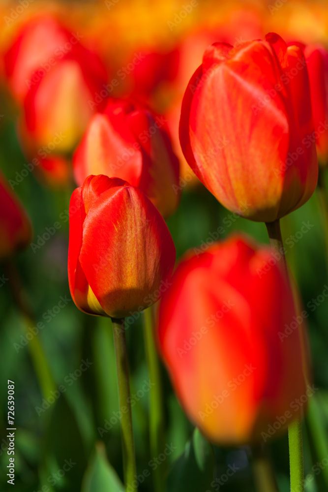 spring time - Tulpenwiese - Blumenmeer aus roten Blüten spring time - Tulpenwiese - Blumenmeer aus roten Blüten