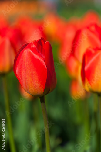 spring time - Tulpenwiese - Blumenmeer aus roten Bl  ten