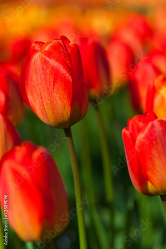 spring time - Tulpenwiese - Blumenmeer aus roten Blüten © hetwig