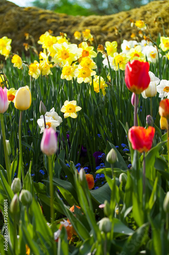 spring time - bunte Blumenwiese im Fr  hling mit Tulpen und Narz