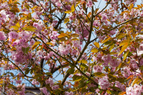 spring time - rosa Kirschblüten und blauer Himmel