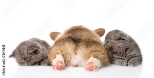 Fototapeta Naklejka Na Ścianę i Meble -  sleeping Pembroke Welsh Corgi puppy and two kittens. isolated on
