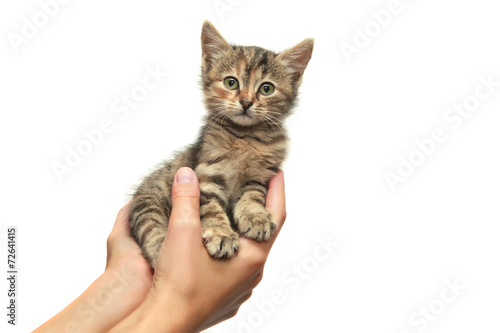 Kitten on a hands
