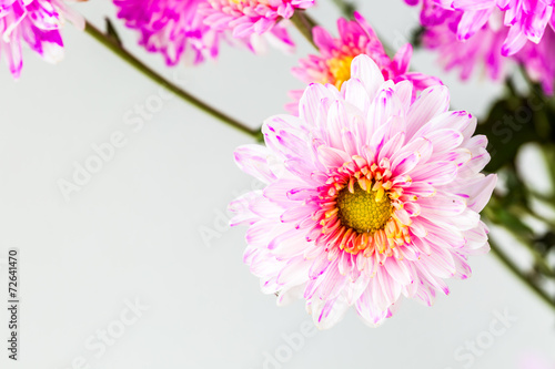 close up spray flower  on white background.