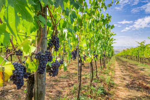Ripe grapes in a vineyard, Tuscany