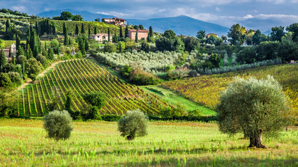 Acrylglasbilder Toskana Weinberge und Olivenbäume in der Toskana  © shaiith