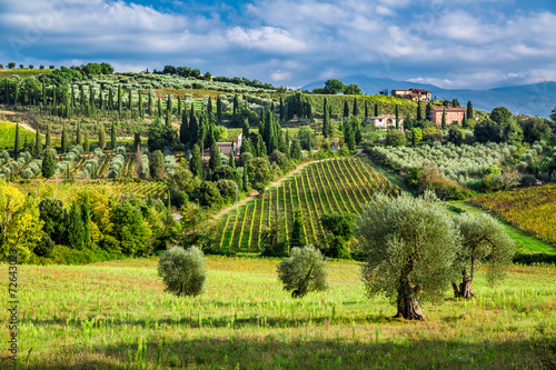 Olive trees and vineyards in a small village in Tuscany photo