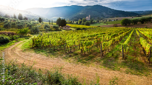 Beautiful sunset over a vineyard in Tuscany
