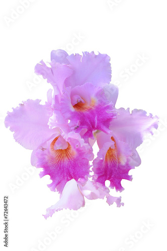 orchid flowers isolated on white with clipping path