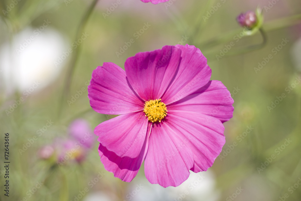 Obraz premium コスモスの花
