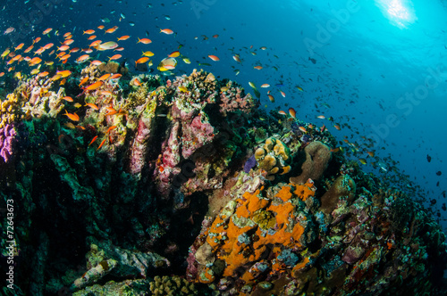 Various reef fishes  Gili Lombok Nusa Tenggara Barat underwater