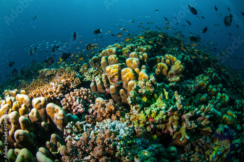 Fototapeta Naklejka Na Ścianę i Meble -  Various reef fishes, Gili Lombok Nusa Tenggara Barat underwater