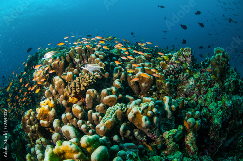 Fototapeta Naklejka Na Ścianę i Meble -  Various reef fishes, Gili Lombok Nusa Tenggara Barat underwater