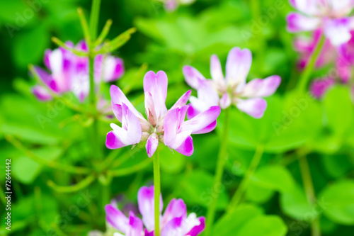 Field of chinese milk vetch, Astragalus sinicus