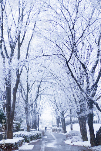 Snow, snow scene, covered with snow in Japan © shihina