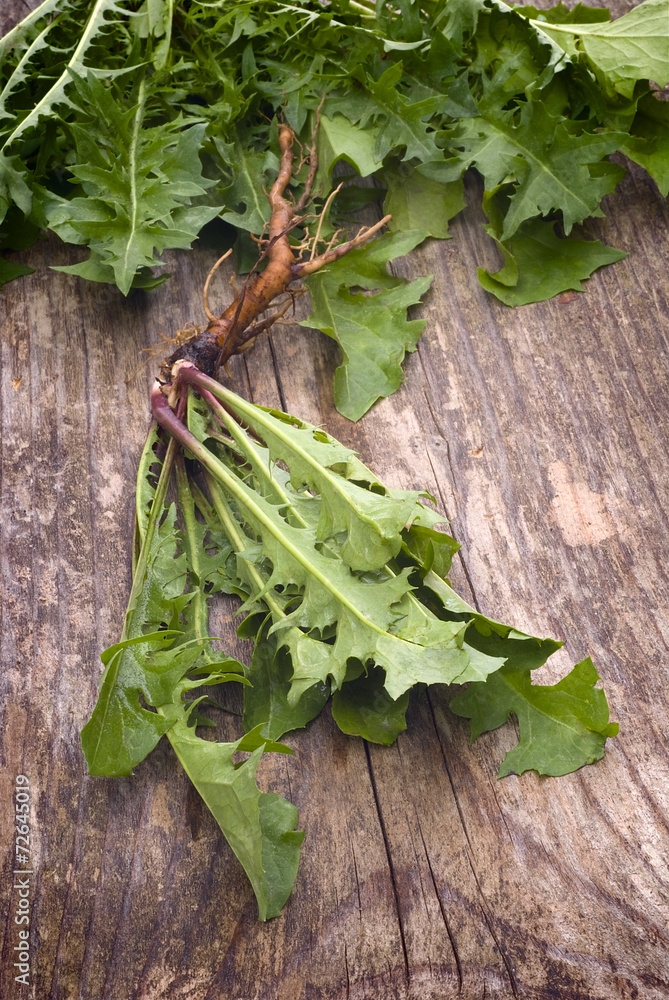 Forage edible dandelions (Taraxacum officinale) greens Forage edible dandelions (Taraxacum officinale) greens