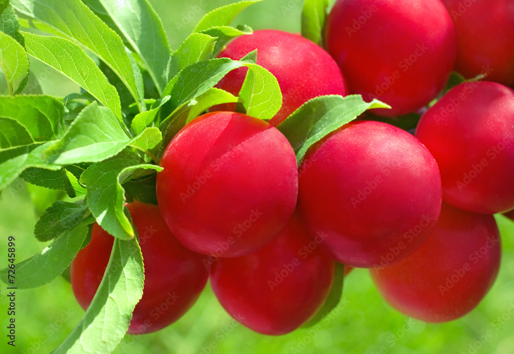 Natural ripe plum on tree