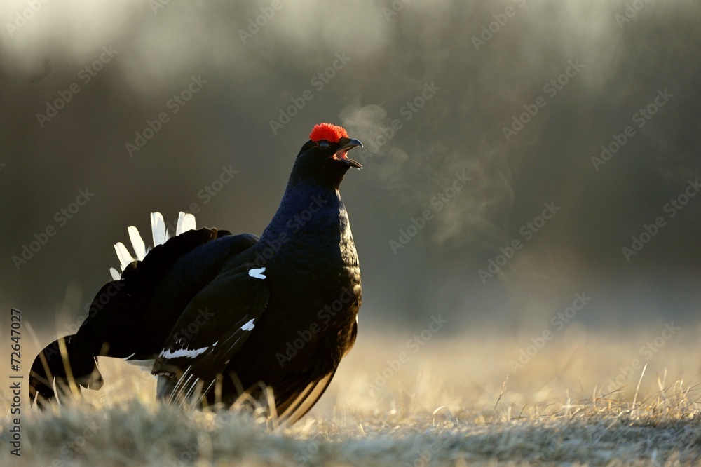 Lekking Black Grouse ( Lyrurus tetrix). Lekking Black Grouse ( Lyrurus tetrix).