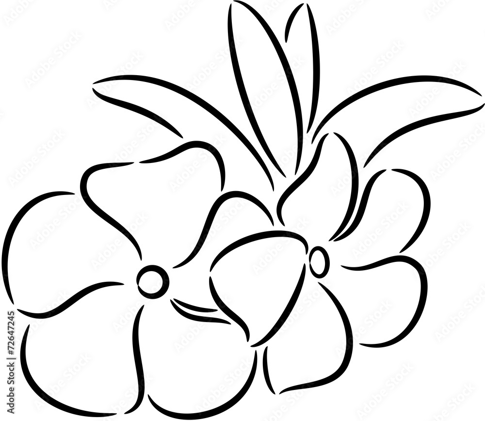 Periwinkle Flower Periwinkle Flower