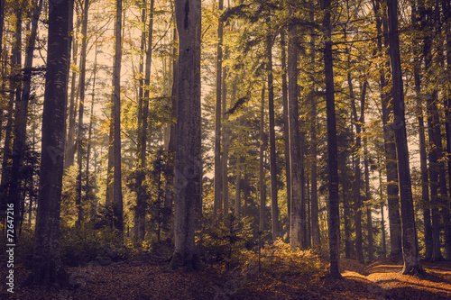 Forest during autumn. Color graded to look vintage