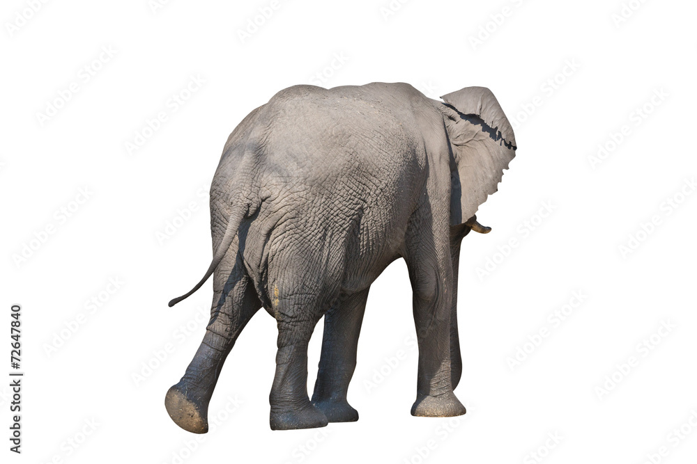 Rear view of entire elephant walking on white