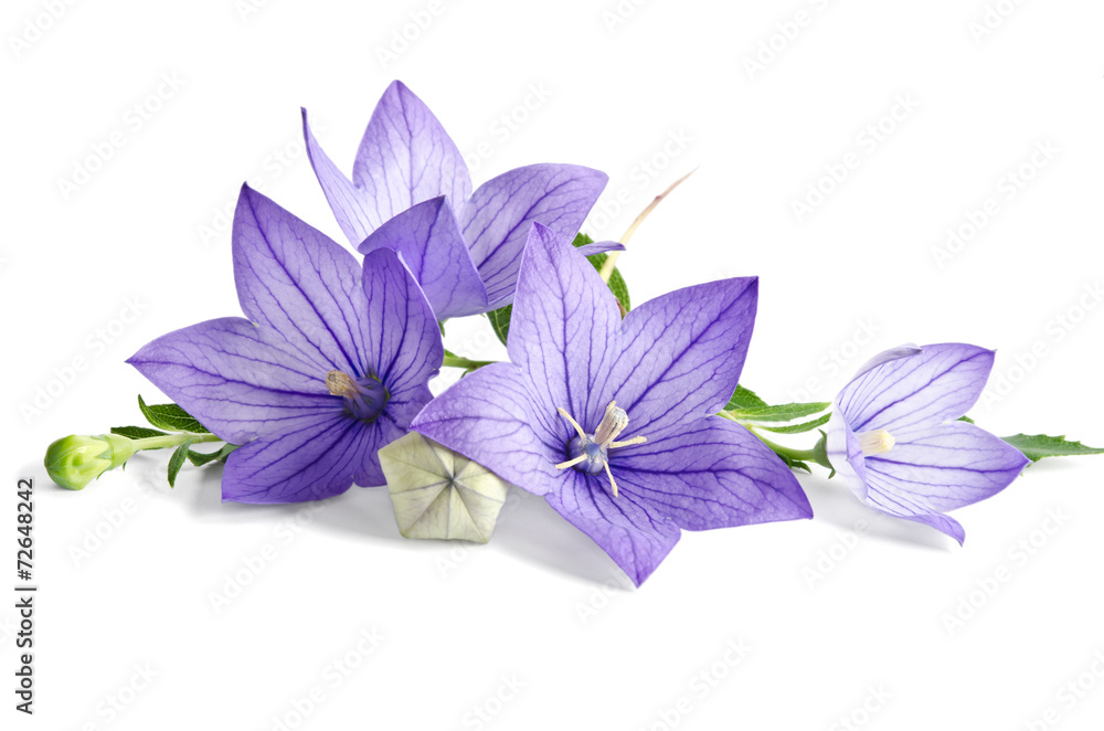 beautiful bluebells on white background beautiful bluebells on white background