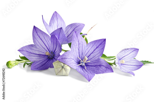 beautiful bluebells on white background