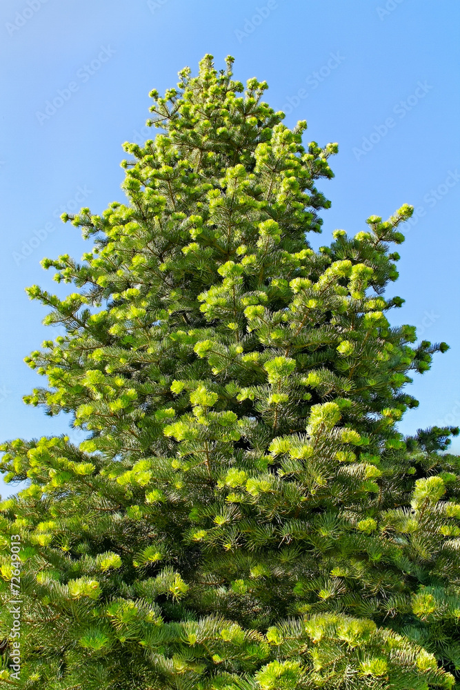 Fir tree.