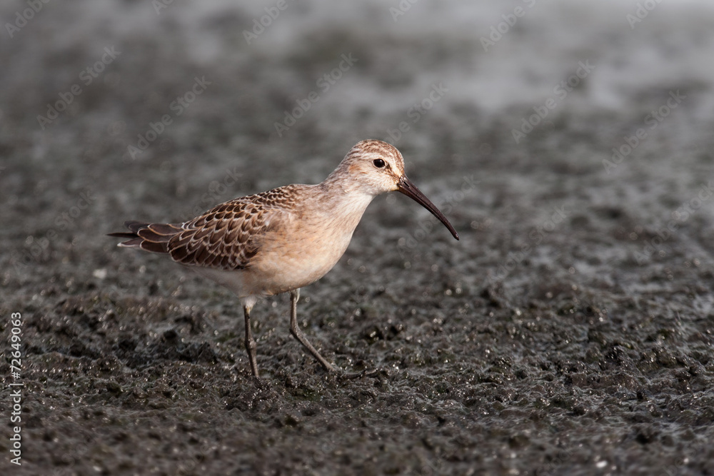 Obraz premium sichelstrandläufer
