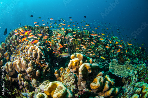 Fototapeta Naklejka Na Ścianę i Meble -  Coral reef, fishes in Gili Lombok Nusa Tenggara Barat underwater