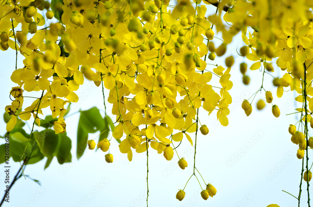 Golden shower (Cassia fistula)