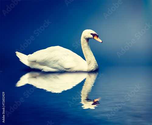 Fototapeta Naklejka Na Ścianę i Meble -  Mute Swan Cygnus olor