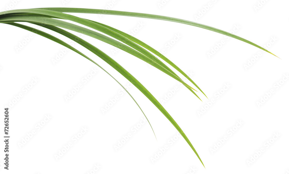 Obraz premium zielone liście trawy